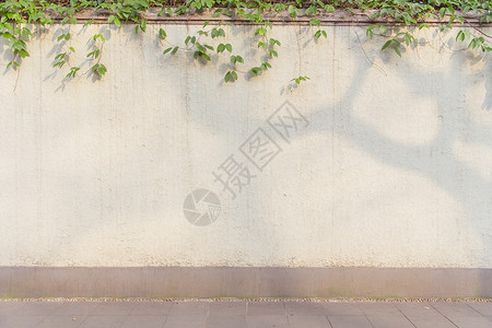线条猫墙素材清新文艺阳光绿植墙面背景