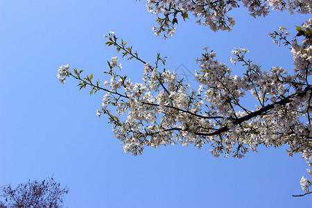 西湖樱花背景图片