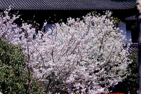 西湖樱花背景图片