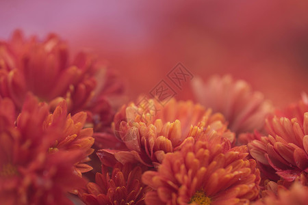艳丽的红色菊花高清图片