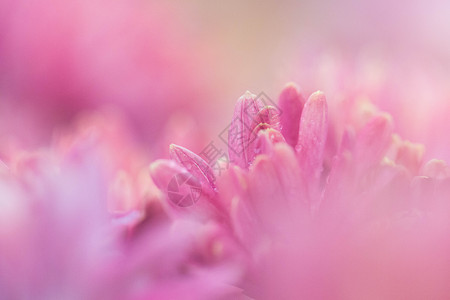 粉红色虚实结合菊花花瓣细节背景图片