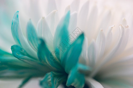 白蓝色菊花相间图片