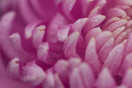 洋红色菊花花瓣侧视图图片