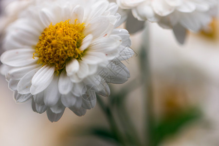 白色菊花黄色花蕊图片