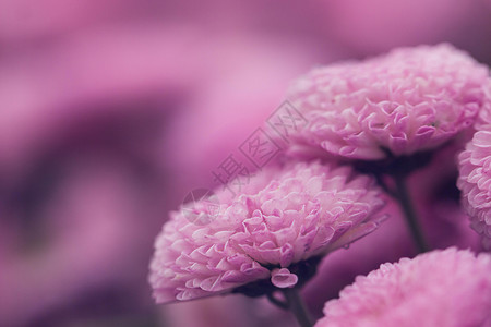粉红色菊花背景虚化图片
