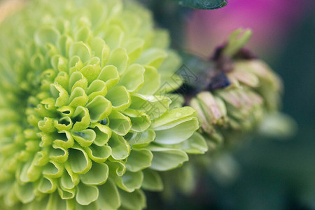 嫩绿色菊花花瓣细节特写图片