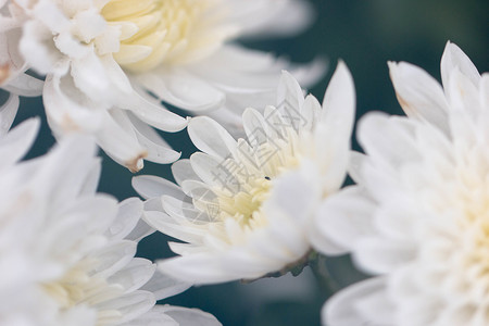 清新自然的白色菊花图片