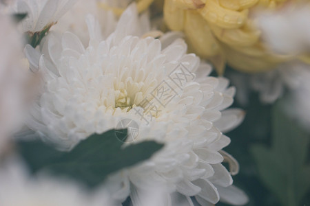 清新白色菊花图片