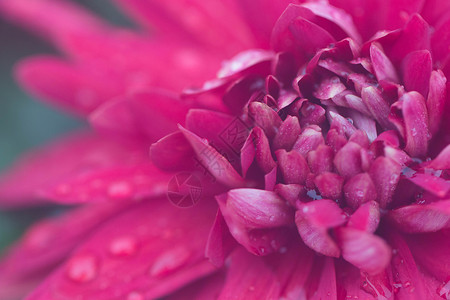 艳丽的红色菊花高清图片