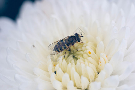 清新自然菊花和小蜜蜂背景图片
