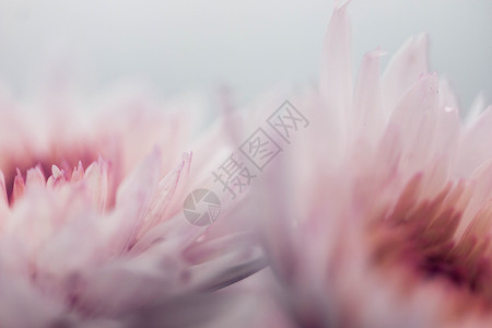 唯美粉色菊花花瓣背景图片