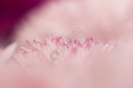 亮粉色菊花局部背景图片