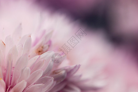 粉色菊花花瓣背景图片