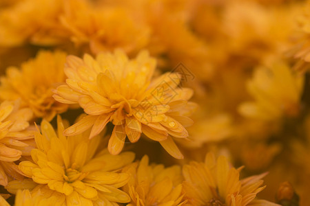 层次分明的黄色菊花背景图片