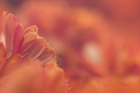 橙色背景的菊花背景图片