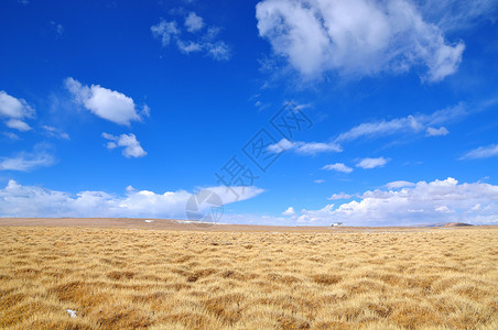 西藏风光彩色干稻草高清图片