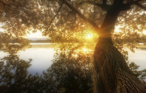西湖畔太阳下的老树高清图片