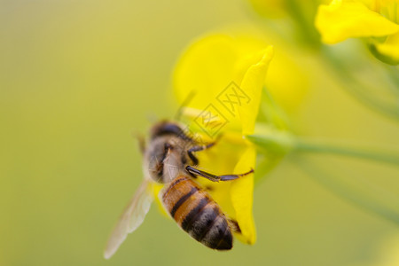 菜花蜜采花蜜的蜜蜂背景