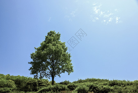 蓝天白云下的树图片