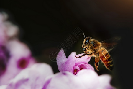 微距桌面蜜蜂和桃花背景