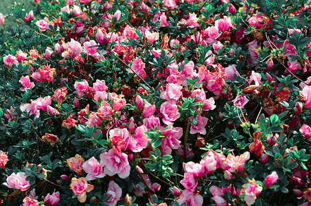 茶花丛菊花茶花节高清图片