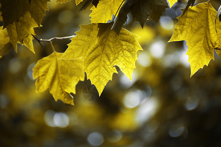 公园的叶子黄点叶子高清图片