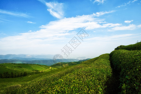 一条茶叶素材蓝天白云下绿色的茶园背景