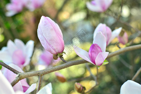 粉色竹子素材春背景