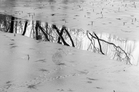 野鸭湖湿地公园春雪.野鸭背景