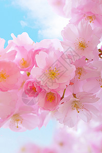 浪漫的樱花背景图片