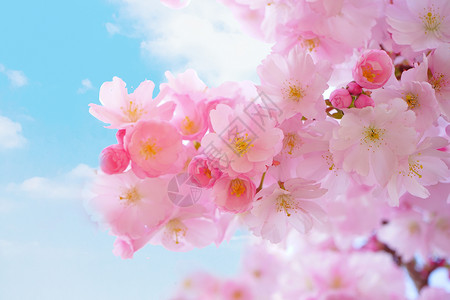 日系樱花背景图片