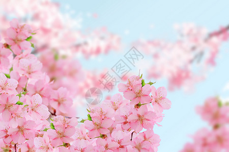 小清新的樱花背景图片