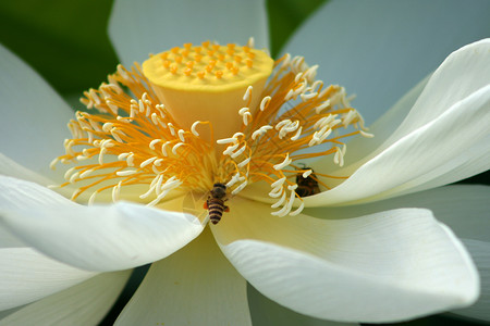 14蜜蜂素材荷花背景