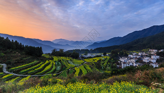 田小娥油菜花田背景