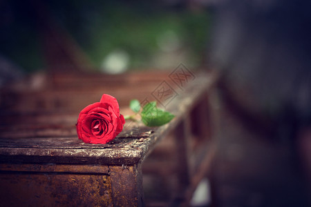 浪漫的情人节约会竖版插画红玫瑰背景