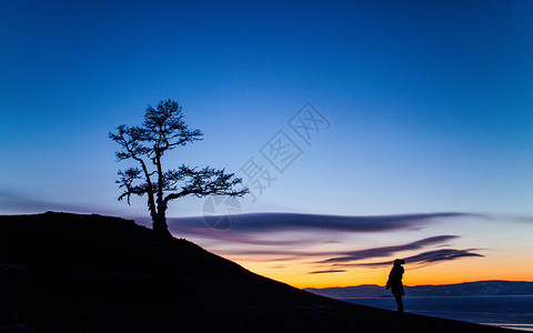西伯利亚树火炬美丽的日落剪影背景
