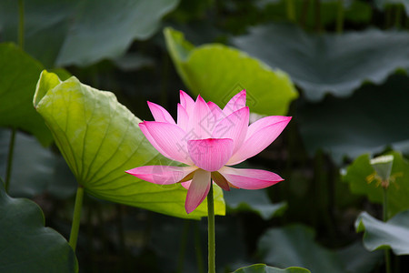 荷花背景图片