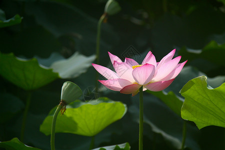 荷花背景图片