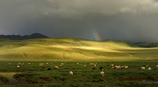 高原之秋西藏草原上的羊群高清图片