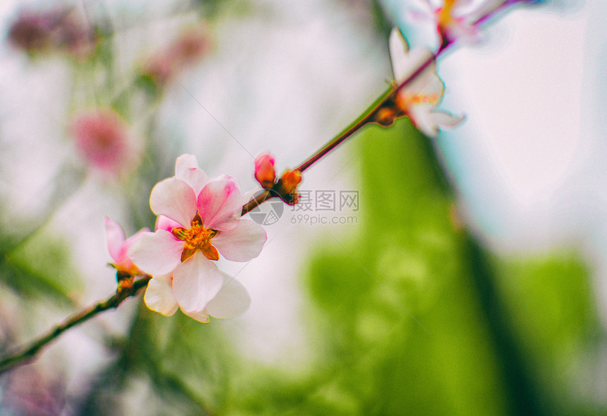 春日里盛开的桃花图片