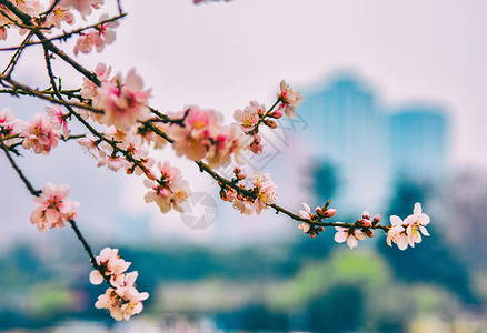樱花绚烂春日里盛开的桃花背景