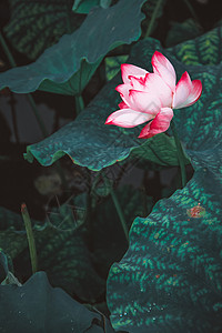 意境西湖 荷花荷叶背景 水墨风格背景图片