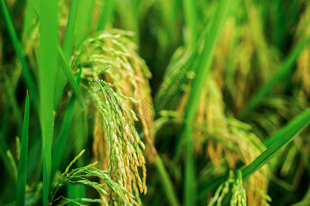 风光水稻农业高清图片