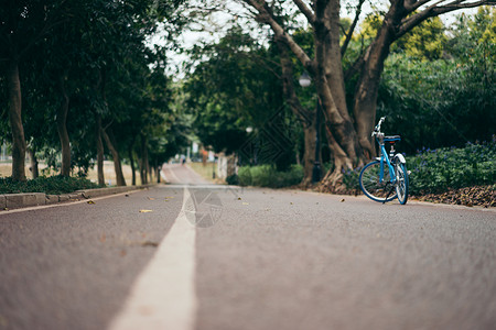 校园道路绿道背景