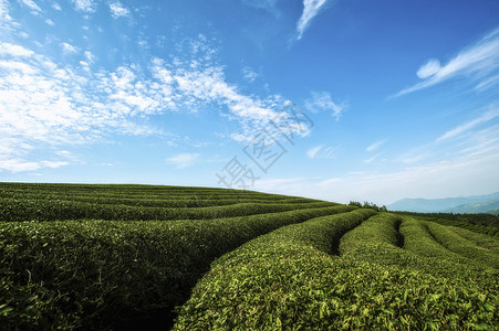 蓝天绿蓝天白云下的茶园背景