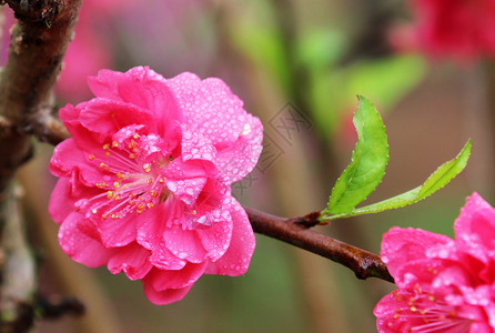 甘霖到来桃花 春意 雨珠背景