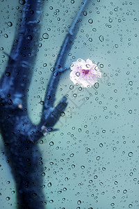 桃花雨带水珠的窗外的桃花背景