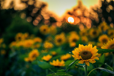 阳光灿烂的向日葵高清图片
