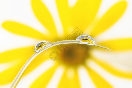 水珠里的黄花背景图片