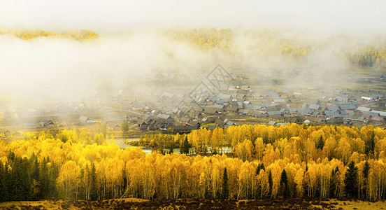 新疆白桦林仙境禾木背景